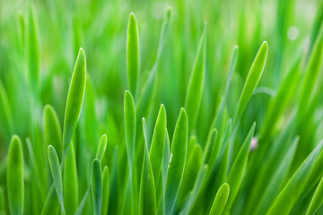 Fototapeta na wymiar Green grass, background, selective focus