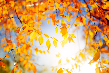 Autumn tree leaves over sunny sky
