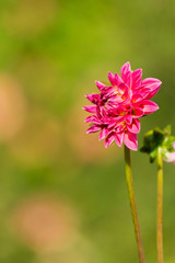 Pink Balldahlie (Asteraceae) blüht in der Sommersonne.