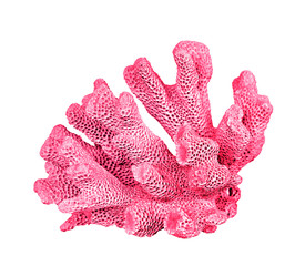 coral isolated on white background
