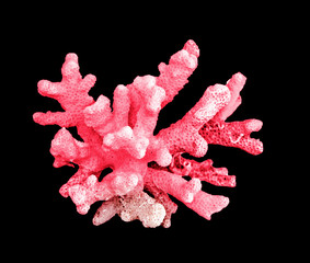 coral isolated on black background © Dmitry