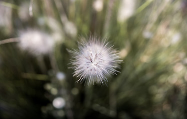 Fluffy Flower at Meadow