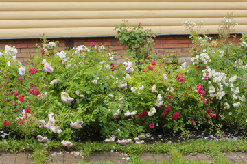 Fototapeta na wymiar Multicolored roses along a path in the garden. 