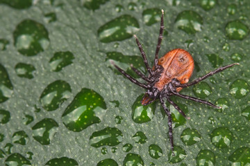 Deer tick underside on wet leaf detail. Ixodes ricinus. Close-up of a dangerous parasitic insect turned upside down. Natural green background with water drops. Encephalitis and Lyme disease carrier.