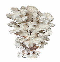 coral isolated on white background © Dmitry