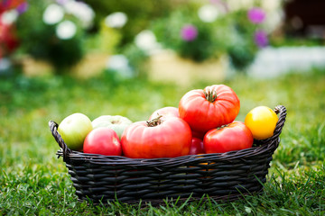 Red and green tomatoes in basket at the garden