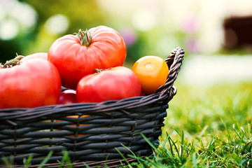 Red and yellow tomatoes in basket at the garden