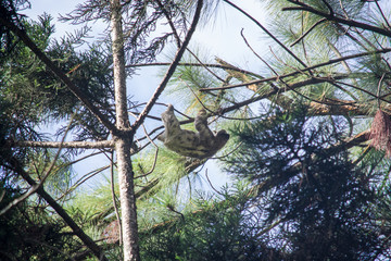 Lazy bear moving among the branches of a tree