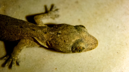 The tiny gecko that lived in my kitchen.