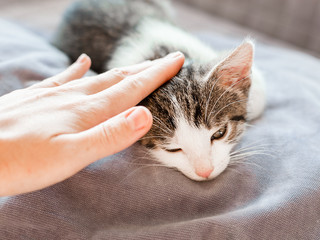woman hand petting a kitten head, love to animals