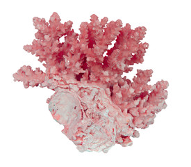 coral isolated on white background © Dmitry