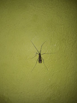 Mosquito gigante de invierno