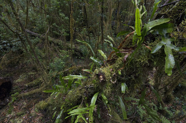 Forêt en Tasmanie, Australie