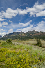 Fototapeta premium Yellowstone