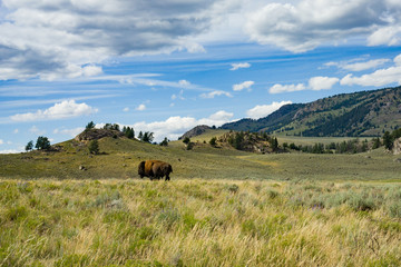 Yellowstone bison