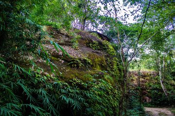 A moss covered rock surrounded by vegetation in the forest of Phu Sing National Park, Bueng Kan Thailand