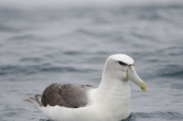 White-capped albatross Thalassarche cauta steadi. Stewart Island offshore. New Zealand.
