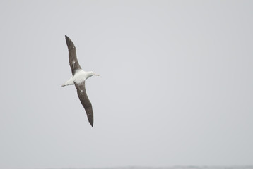 Southern royal albatross (Diomedea epomophora). Stewart Island offshore (next to Bench Island). New Zealand.