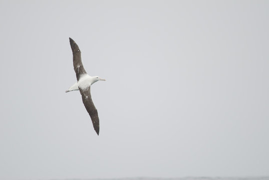 Southern royal albatross (Diomedea epomophora). Stewart Island offshore (next to Bench Island). New Zealand.