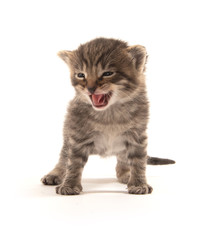 Fototapeta premium Cute baby tabby crying on white background