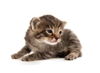 Cute baby tabby crying on white background