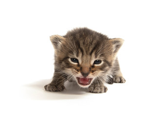 Cute baby tabby crying on white background