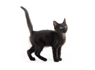 Cute black kitten on white