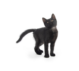 Cute black kitten on white