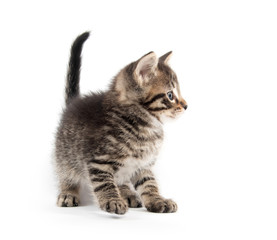 Obraz premium Ładny kotek Mora na białym tle