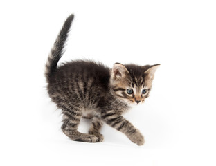 Cute tabby kitten with tail up on white