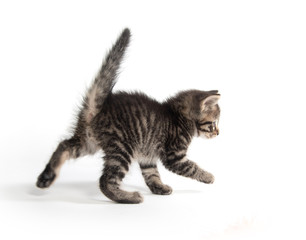 Cute tabby kitten with tail up on white