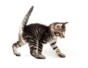 Cute tabby kitten with tail up on white