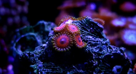  Zoanthus polyps colony on a small rock in reef aquarium - obrazy, fototapety, plakaty