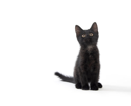 287,967 BEST Black Kitten IMAGES, STOCK PHOTOS & VECTORS | Adobe Stock