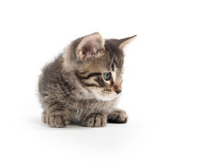 tabby laying down on white