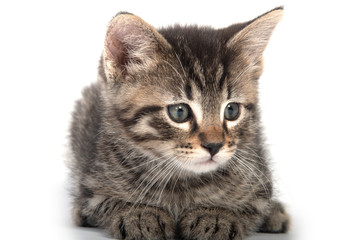 Fototapeta premium tabby laying down on white