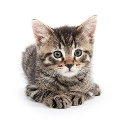 Cute tabby kitten laying down on white bakground