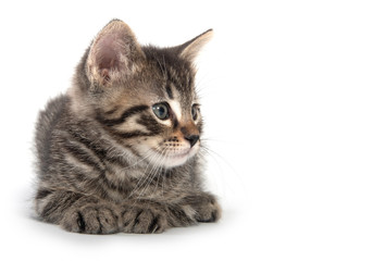 Cute tabby kitten laying down on white bakground