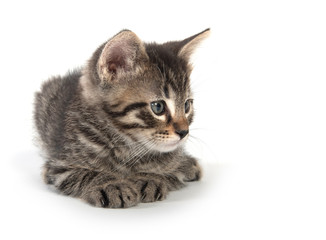 Cute tabby kitten laying down on white bakground