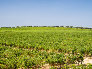 Fototapeta na wymiar Evora vineyard - Portugal 