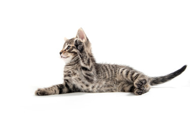 Fototapeta premium Cute tabby kitten on white