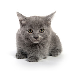 Cute gray kitten on white