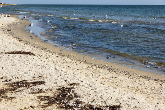 Fototapeta flock of white gulls stands on the sandy shore of the Black Sea