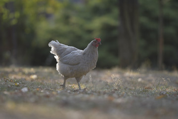 rooster on farm
