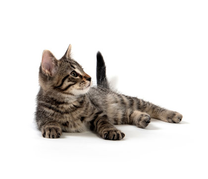 Cute tabby kitten on white background