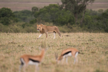 Lion walking throug savannah