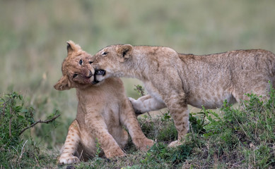 Two lion cube playing after feeding at a kill site in Masai Mara Game Reserve, Kenya