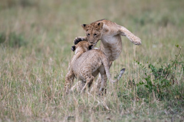 Two lion cube playing after feeding at a kill site in Masai Mara Game Reserve, Kenya
