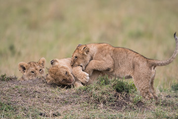 THree lion cubs playing