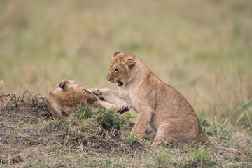 Obraz na płótnie Canvas THree lion cubs playing
